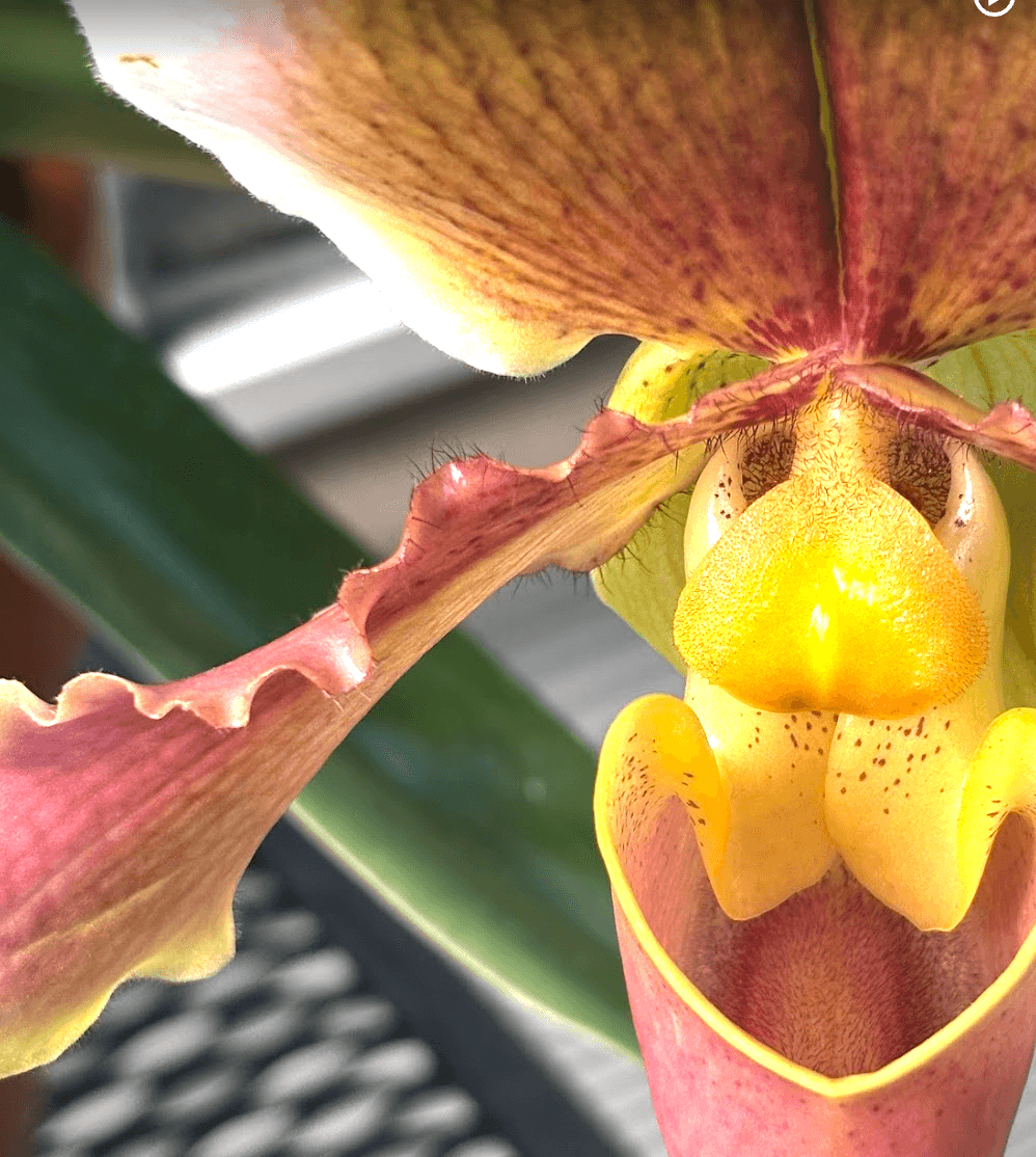 georgia okeefe orchid in huntington gardens