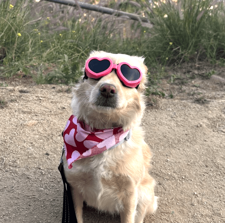 dog with heart shaped sunglasses on walk to griffith park observatory